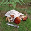 Säcke à la Leinenmit Druck 22 x 30 cm - für Pilze Lifehack - smarte Ideen